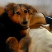 MONA śliczna, nieśmiała sunia szuka domu na zawsze, 5l. - 8