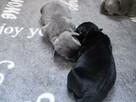 Staffordshire Bull Terrier staffik stafik - 3