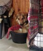 MONA śliczna, nieśmiała sunia szuka domu na zawsze, 5l. - 7