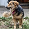 Spokojna, delikatna sunia, szuka domu, piękna MONA 5l. - 7