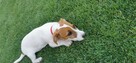Jack rusell terrier - 3