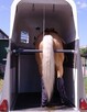 Wypożyczalnia przyczep dla koni oraz transport koni - 2