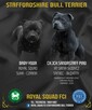 Staffordshire Bull Terrier staffik stafik - 10