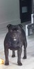 Staffordshire Bull Terrier staffik stafik - 5