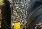 Usługi koparką ,minikoparką ,wywrotką 13 ton - 3