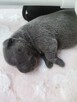 Staffordshire Bull Terrier staffik stafik - 11