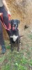 Vincent, za darmo, do świadomej adopcji, 7lat, 22kg - 9