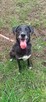 Vincent piękny, dostojny pies do świadomej adopcji - 9