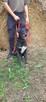 Vincent piękny, dostojny pies do świadomej adopcji - 5