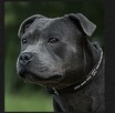 Staffordshire Bull Terrier staffik stafik - 12
