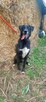 Vincent piękny, dostojny pies do świadomej adopcji - 6