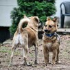 Mały Leo szuka spokojnego domu, delikatny psiak, 5lat, 10kg - 5