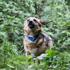 Mały skrzat Leo szuka spokojnego domu, nieśmiały 5l.10kg - 3