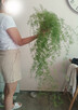 Szparag gęstokwiatowy - Asparagus densiflorus - 3