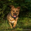 Mały Leo szuka spokojnego domu, delikatny psiak, 5lat, 10kg - 10