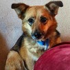 Mały skrzat Leo szuka spokojnego domu, nieśmiały 5l.10kg - 9