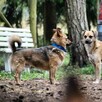 Mały Leo szuka spokojnego domu, delikatny psiak, 5lat, 10kg - 9