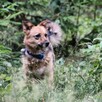 Mały Leo szuka spokojnego domu, delikatny psiak, 5lat, 10kg - 6