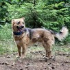Mały skrzat Leo szuka spokojnego domu, nieśmiały 5l.10kg - 8