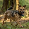 Mały Leo szuka spokojnego domu, delikatny psiak, 5lat, 10kg - 7