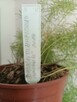 Szparag gęstokwiatowy - Asparagus densiflorus - 2