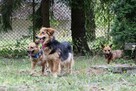 Corgi mix, Edi rozgląda się za domem, przyjaciel rodziny, 5l - 6