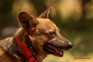 Corgi mix, Edi rozgląda się za domem, przyjaciel rodziny, 5l - 3