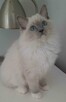 Kocieta Ragdoll - Rodowód FIFe/Felis Polonia - 3
