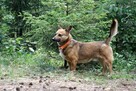 Ed mały, pocieszny psiak vel corgi do adopcji, 5lat, 12kg - 5