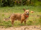 Mały, przyjacielski, Ed vel corgi rozgląda się za domem, 5l. - 3