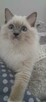 Kocieta Ragdoll - Rodowód FIFe/Felis Polonia - 5