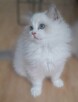 Kocieta Ragdoll - Rodowód FIFe/Felis Polonia - 12