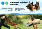 Owczarek Belgijski Malinois - Rewir Wadery (linia pracująca) - 1