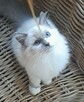 Kocieta Ragdoll - Rodowód FIFe/Felis Polonia - 10