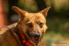 Corgi mix, Edi rozgląda się za domem, przyjaciel rodziny, 5l - 2