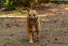 Corgi mix, Edi rozgląda się za domem, przyjaciel rodziny, 5l - 5