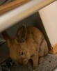 Oddam w DOBRE RĘCE 2 króliki miniaturki - 4