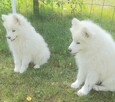 Sprzedam pieski Samoyedy - 5