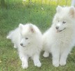 Sprzedam pieski Samoyedy - 2