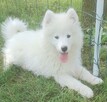 Sprzedam pieski Samoyedy - 3