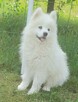 Sprzedam pieski Samoyedy - 1