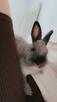 Oddam w DOBRE RĘCE 2 króliki miniaturki - 1