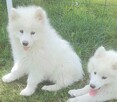 Sprzedam pieski Samoyedy - 6