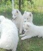 Sprzedam pieski Samoyedy - 4
