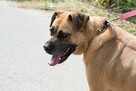 Aza - cudowna, wesoła suczka w typie molosa! - 6
