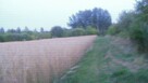 Sprzedam działkę rolną - 3