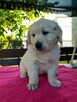 Szczeniak Golden Retriever - Piesek - 2