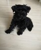 Yorkshire Terrier York Black - 1