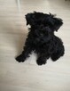 Yorkshire Terrier York Black - 2