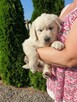 Szczeniak Golden Retriever - Piesek - 4